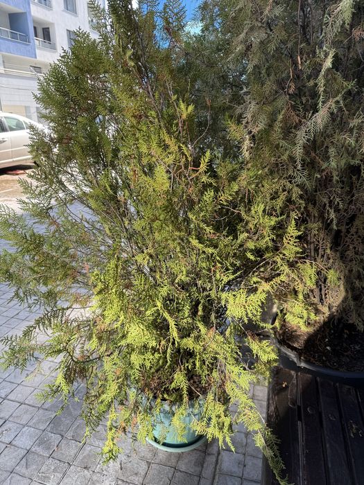 20 лева туя 150 см. , 4 броя са