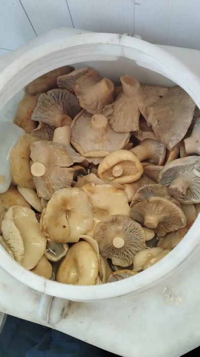 Закупаем грибы грузди