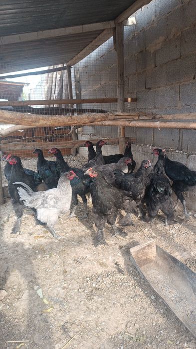 Продам петухи брама джерийскый