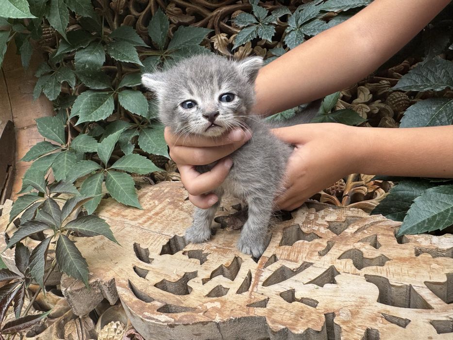 Отдам игривых котят