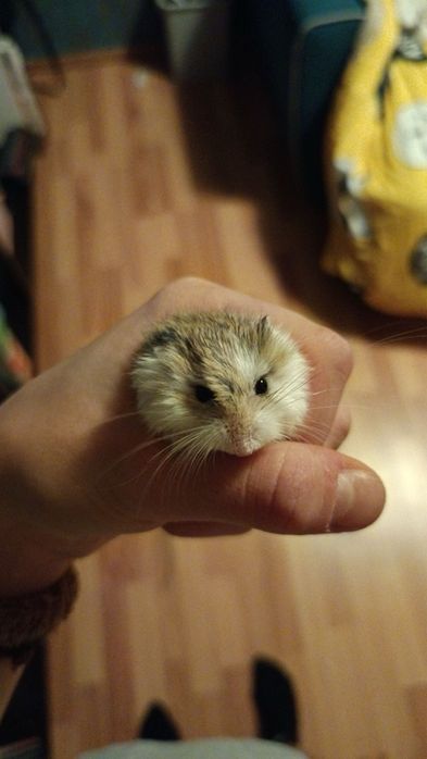 Vand hamster pitic .