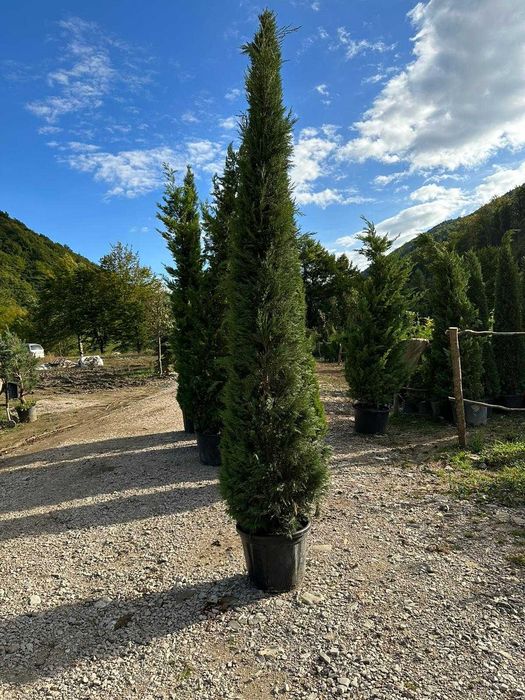 Leylandii 1-5 m | Gard Viu Verde Tot Timpul | Transport & Plantare