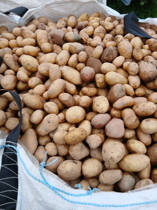 Cartofi pentru animale