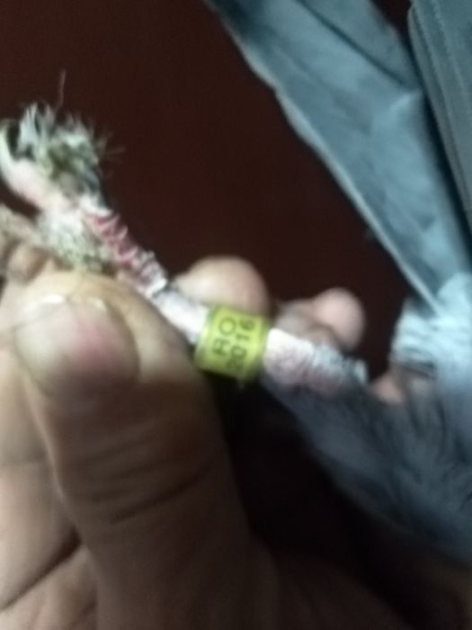 Пощенски гълъби немски и румънски