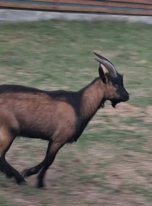 Tap alpin francez original