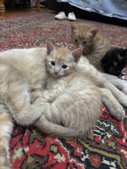 котята 2 месяца в добрые руки