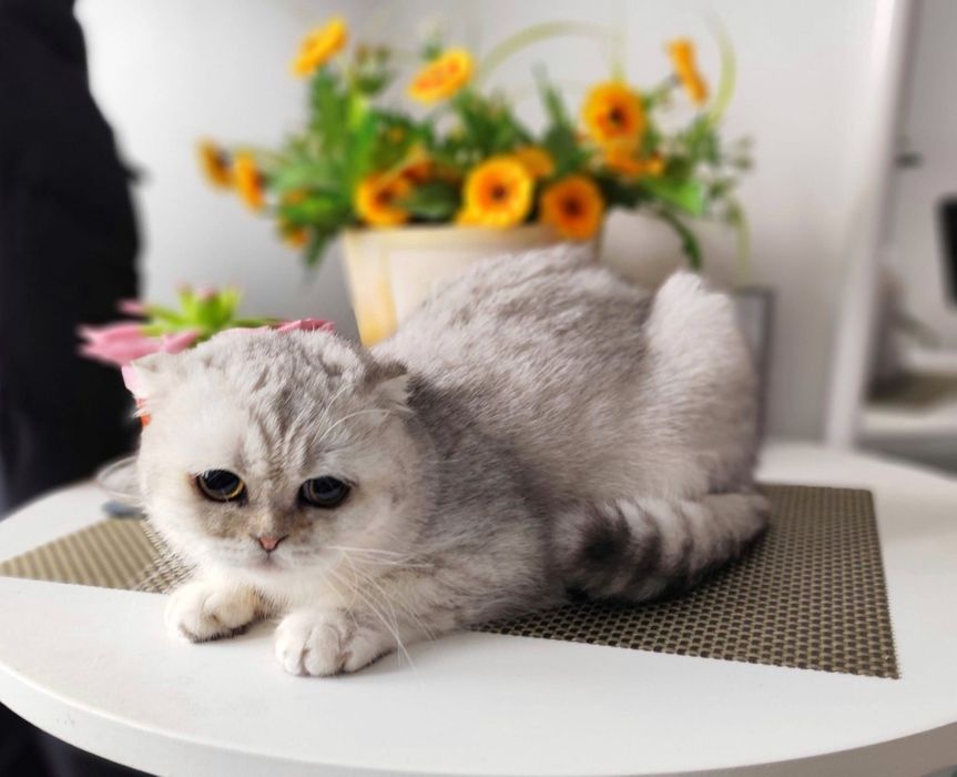 Scottish Fold Shorthair – un băiețel blând, lipicios și plin de iubire