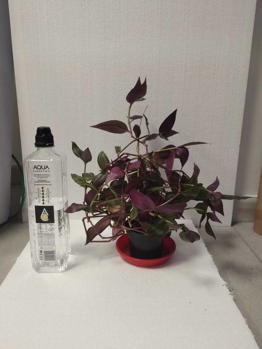 Planta decorativa tradescantia alb / mov