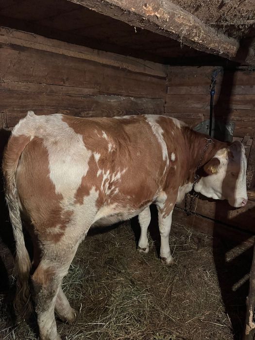 Junincă de vânzare