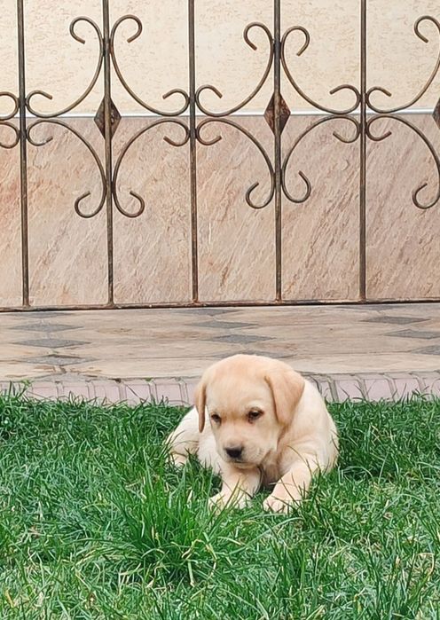 Продаются щенки лабрадора