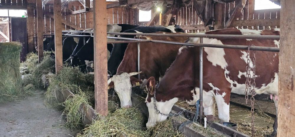 De vanzare 20 de vaci