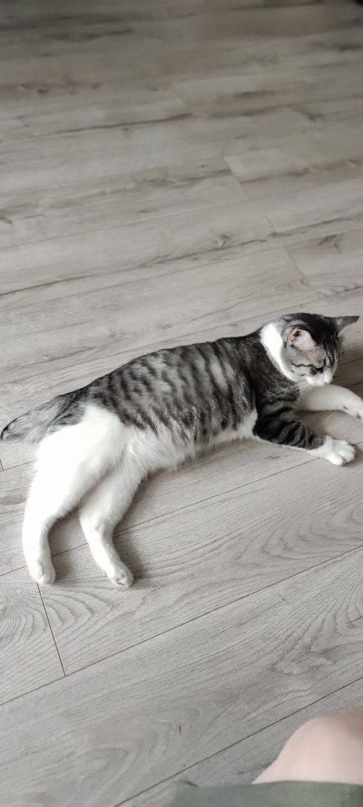 Найден кот с обрубленным  хвостиком