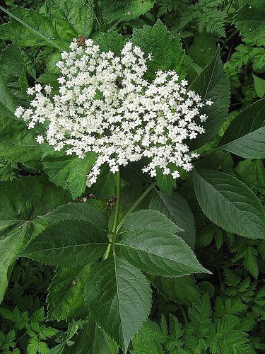 Arbusti Fructiferi (SOC )