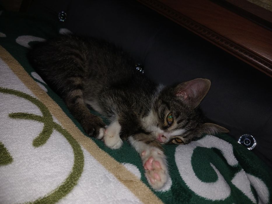 Котёнок отдаётся в добрые руки