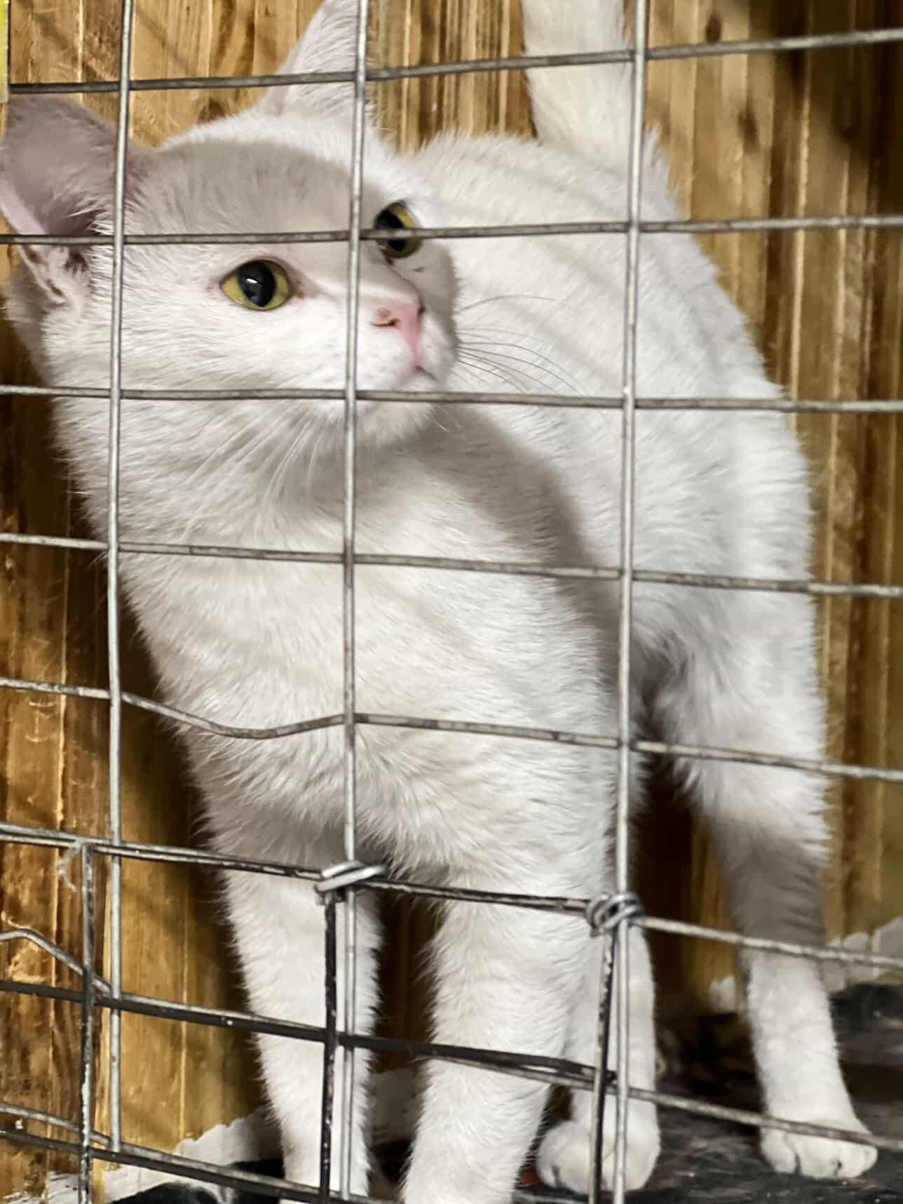 Котенок ищет дом