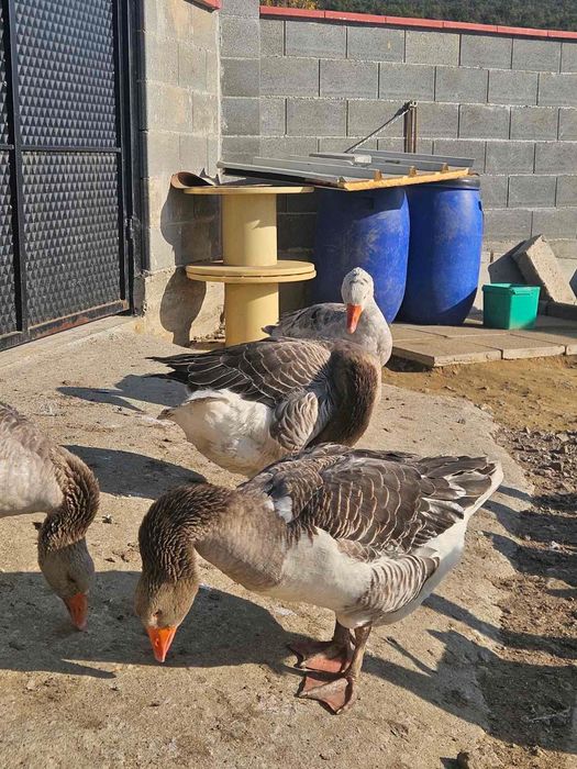 Продавам гъски  и патки