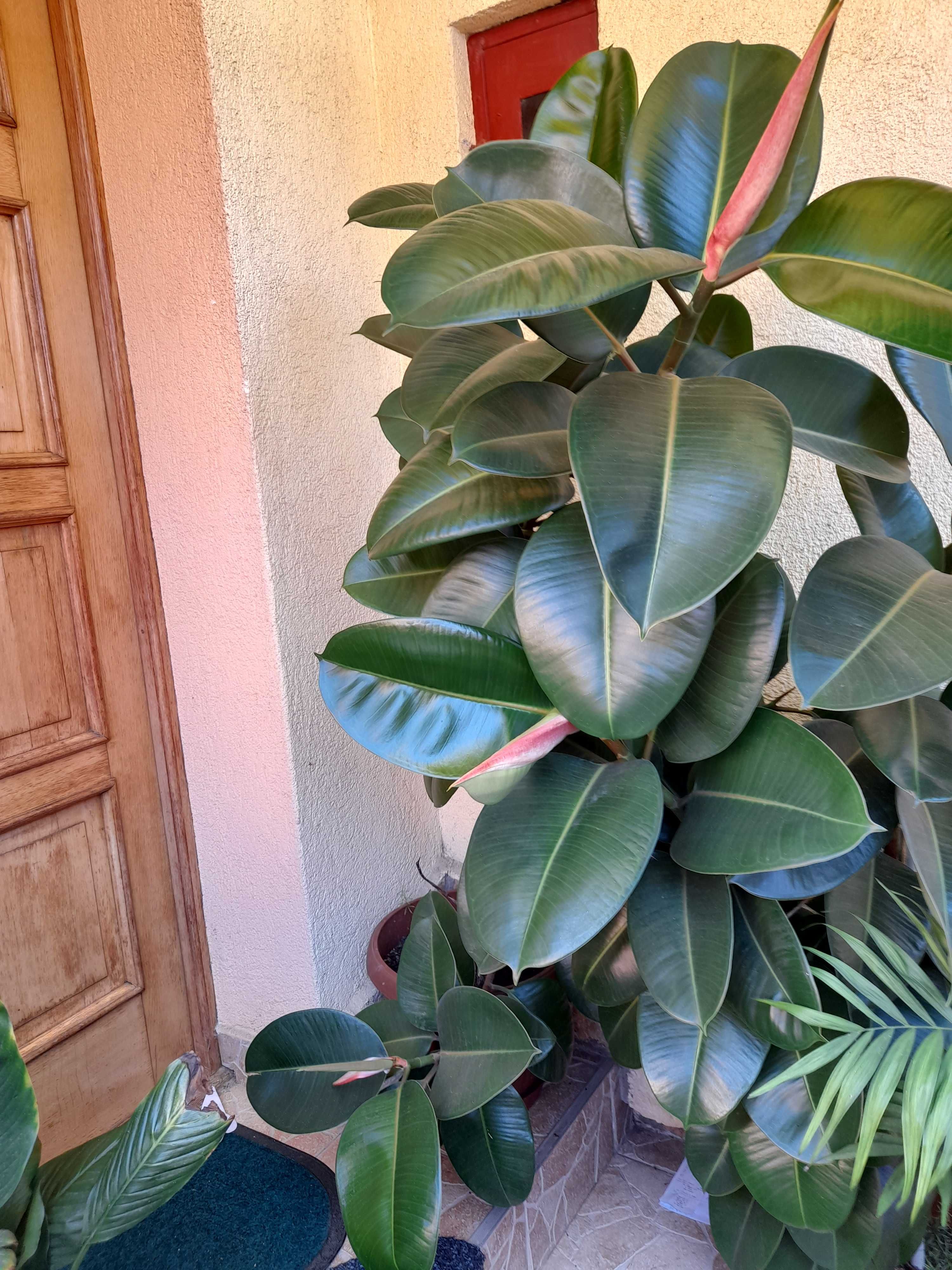 Ficus de camera 1,4m inalt