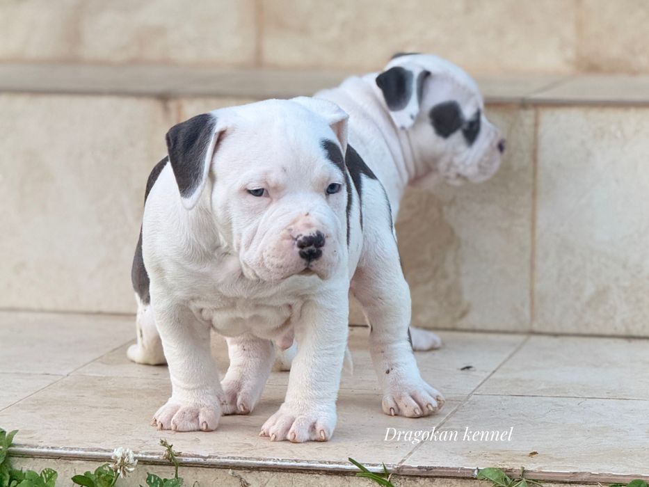 Amstaff rasă pură cu pedigree