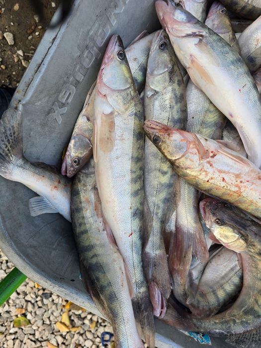 Свежий судак  по 800 тенге за кг