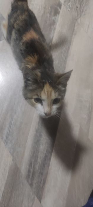 Котëнок девочка маленькая