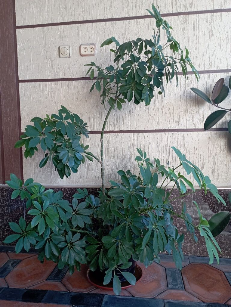 Xona gullari, xona oʻsimliklari, sheflera, qora shaxzoda. Gullar