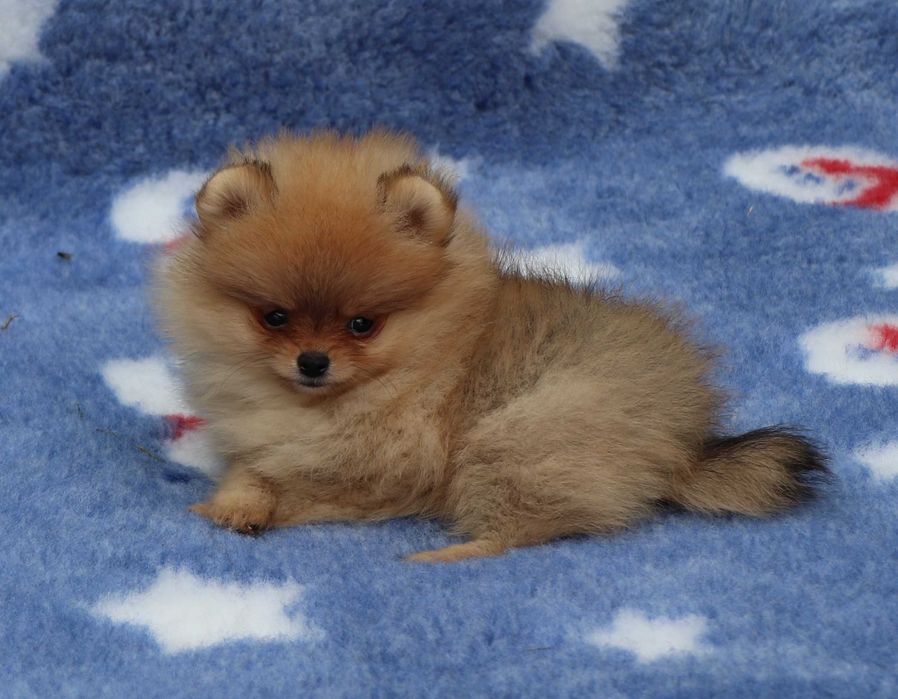 Pomeranian cu pedigree FCI