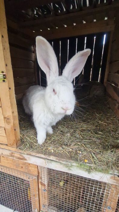 Vand iepuri Urias German