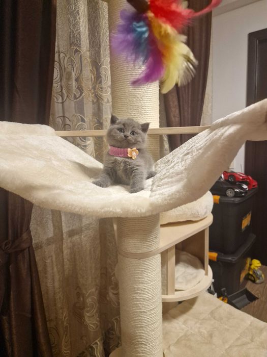 Fetiță british superbă