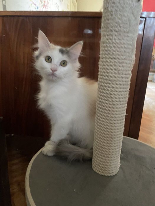 Кошечка ищет семью!