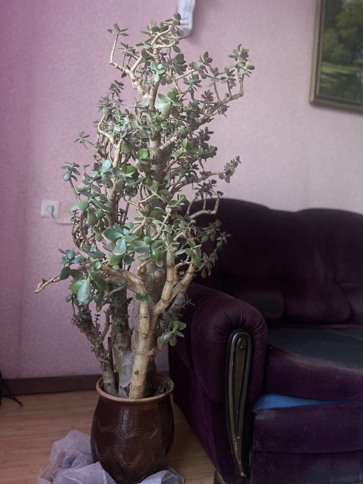 Денежное дерево Толстянка
