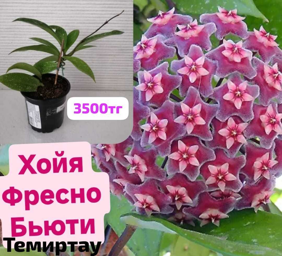 Продам комнатное растение хойю Фресно Бьюти