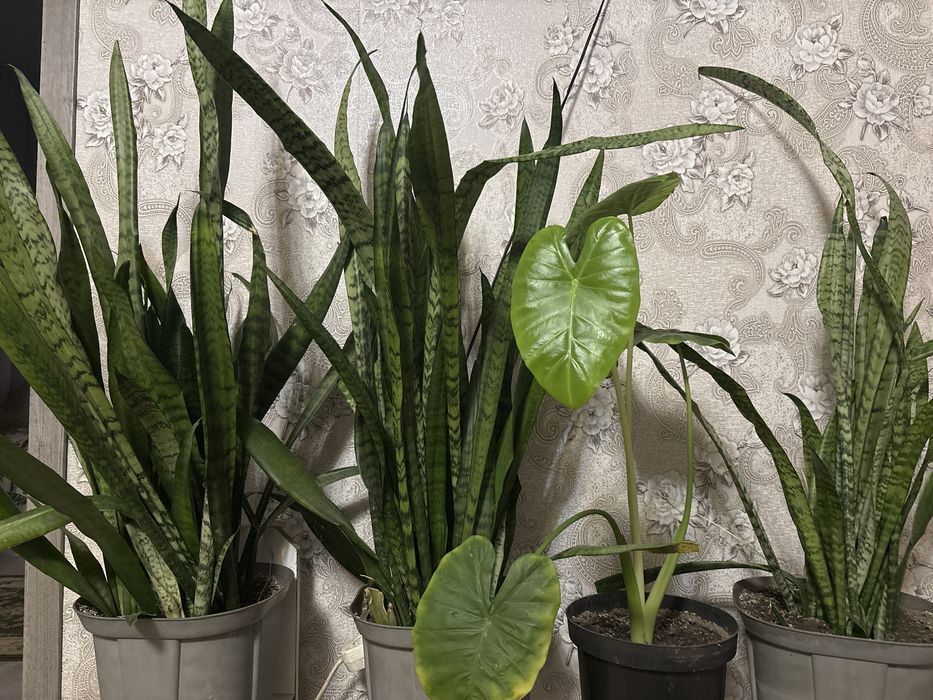 Комнатные растения