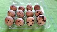 Яйца от пъдпъдъци за консумация