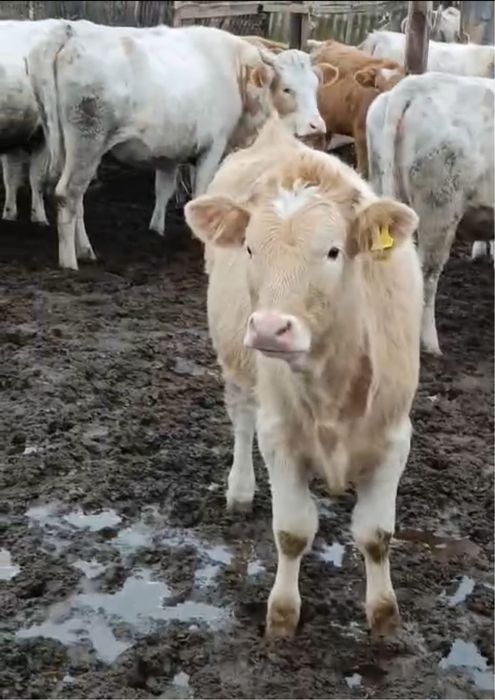 сатылады сементал порода