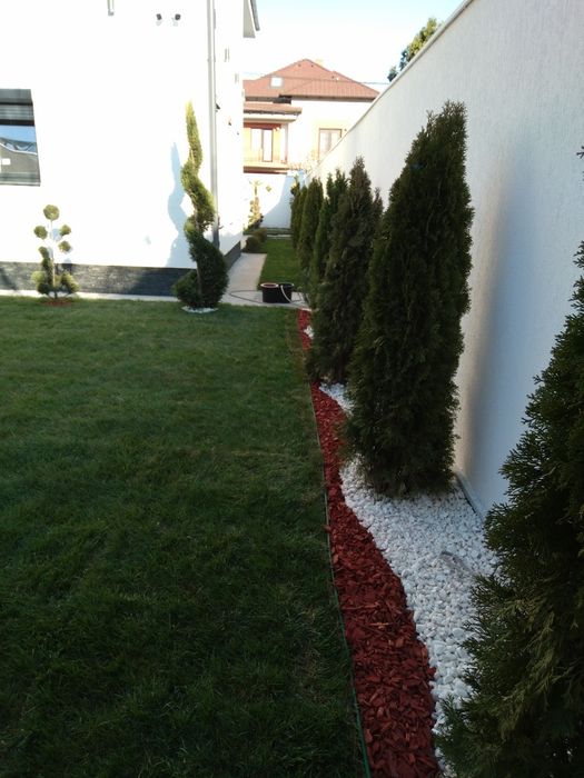 Gazon rulou plante ornamentale