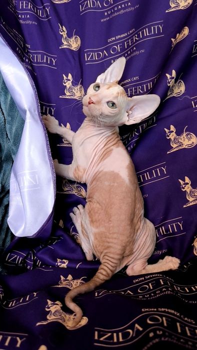 Донски Сфинкс чистокръвно