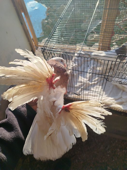 Qopqon kaptarlar sotiladi