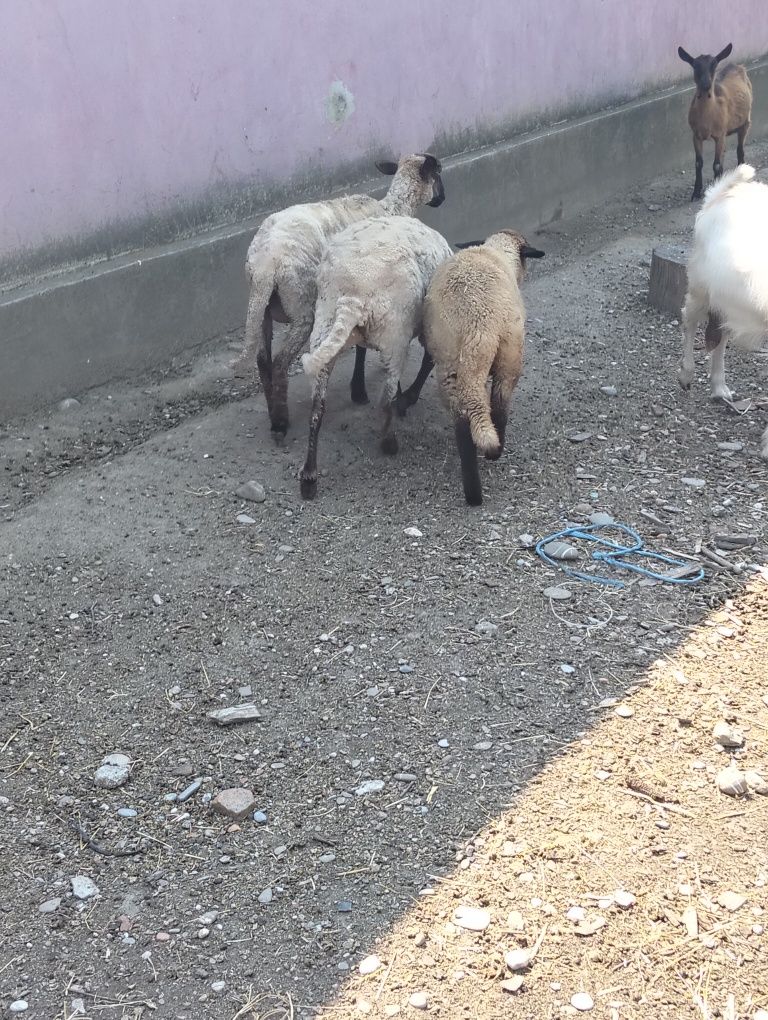 Schimb 2 oi și o mieluță cu un mânz