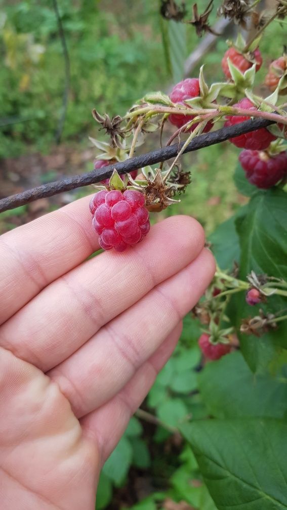 Zmeurari si muri Thornfree( fara spini)