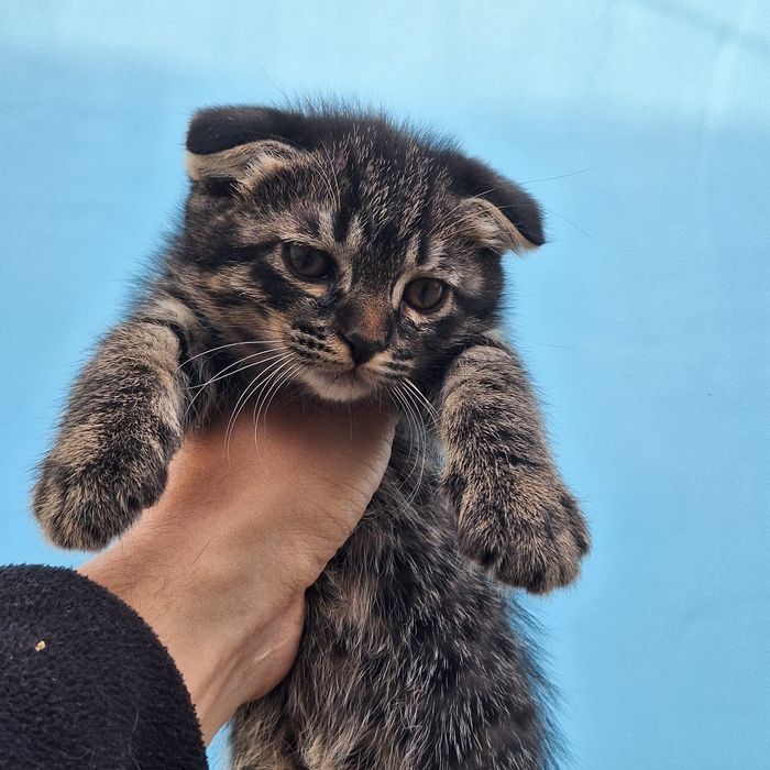 Двух месячные котята