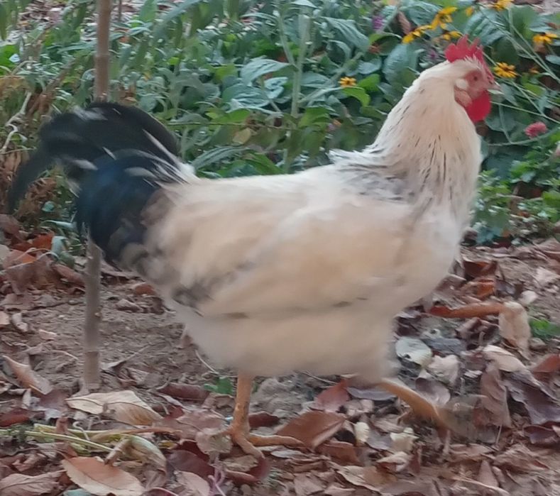 Xoroz va tovuqlar sotiladi.