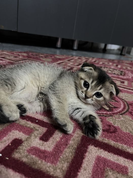 Вислоухий котенок девочка