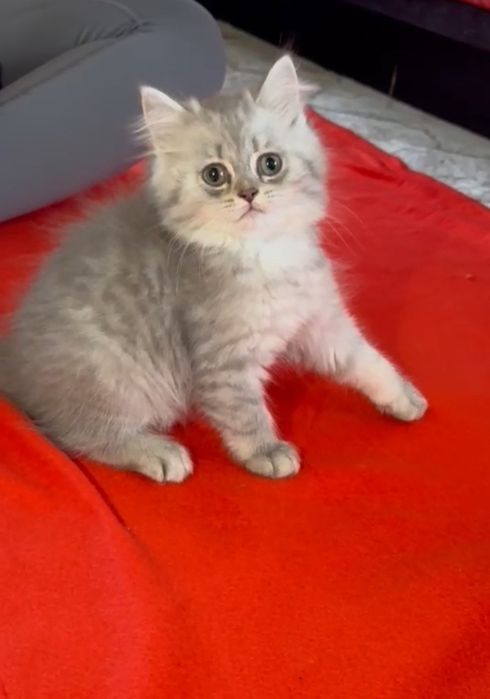 British longhair tobby