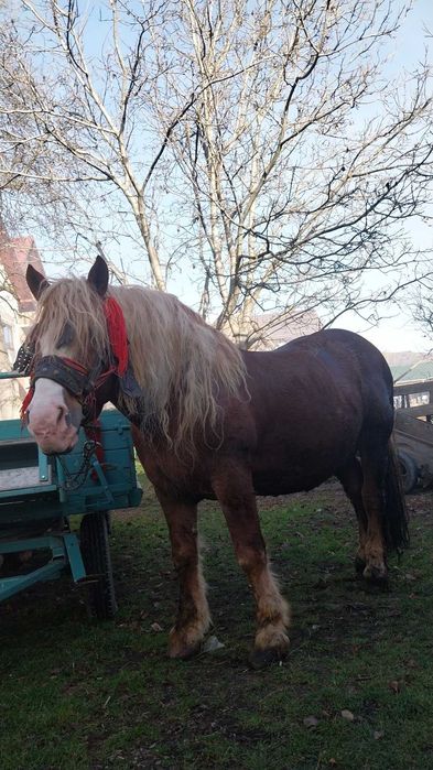 Vând armăsar, accept și probe.