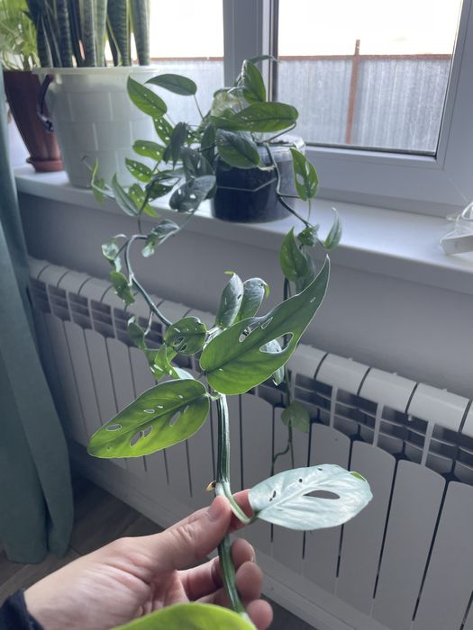 Эпипремнум себу блю