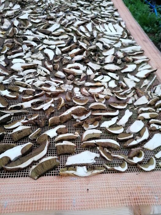 Vand hribi uscati(deshidratati)