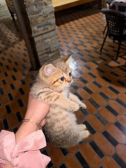 Кошка порда шиншилла