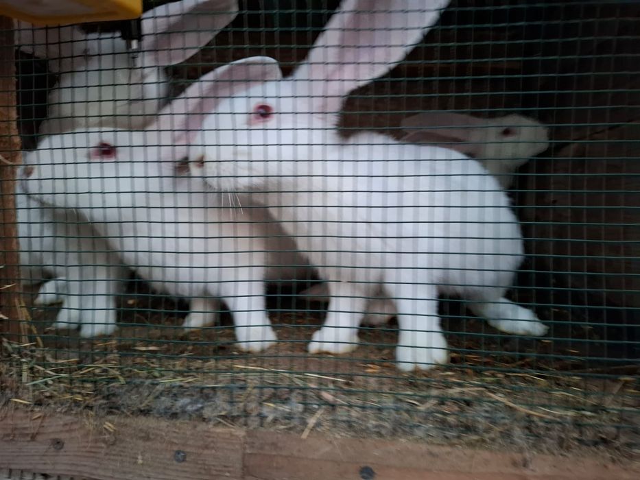 Vând iepuri uriaș german