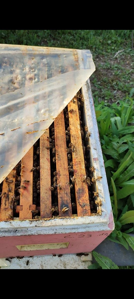 Пчелопакеты пчёл на высодку
01 мая 2023 г.
Продам пчел на высодку поро
