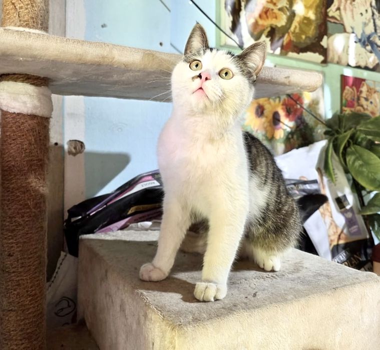 Найден молоденький котик в районе Гоголя и Кожамкулова